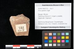 Foto (Objekt + Etikett) von Alnus gracilis Unger (NHMW-GEO-2024-0188-0732)